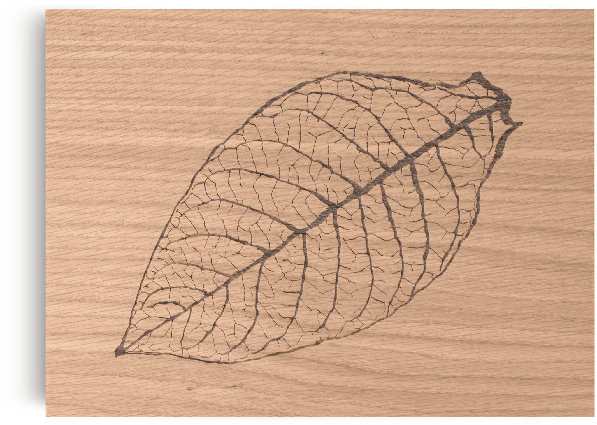 Zino Humidor Leaf Z 60 Eiche natur (51000491) Deckel