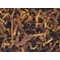 Planta Anno (Limited Editions) MMXIX (2019) Schnitt
